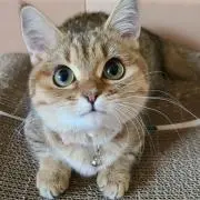 Image of さくら