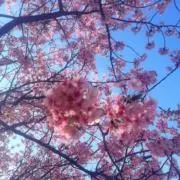 めーぃの画像