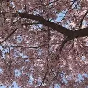 bureria1129の画像