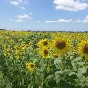 himawariの画像