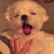 くろまめの画像