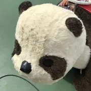 さいとうさんの画像