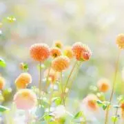 みかん✾プロフ確認✾の画像