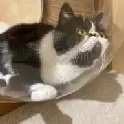 超断捨離の猫田の画像