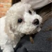 おのちゃんの画像