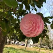 りんの画像