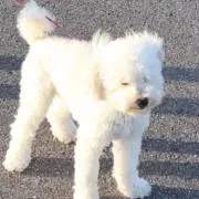 きょうたろーの画像
