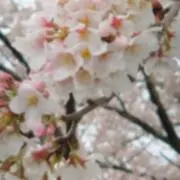 とろろ