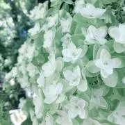 とまとの画像