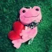 パキラの画像