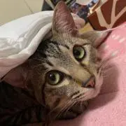 きなこもち