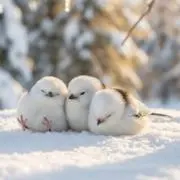 ピヨリン(プロフ必読‼️)
