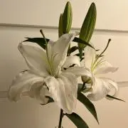 朋の画像