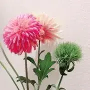 たまみの画像