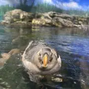 。の画像
