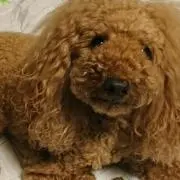 じんくんの画像