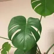 グーフィーの画像