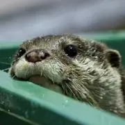 カワウソの画像
