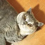 あかりんごの画像