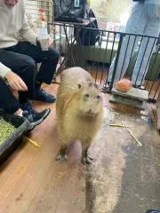 ゆずの画像