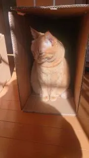 つばき