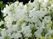 ミーラ@✿プロフ参照✿の画像
