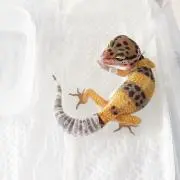 まや
