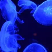 やなぎ＊プロフ必読