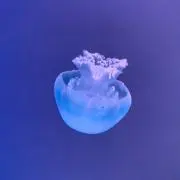 yappyの画像