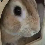 ワニヤマさん