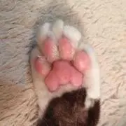 ココナツ617