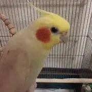 つちつちぴーの画像