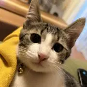 あおのちきいろの画像