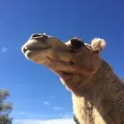 ぴっころ