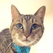 つきつき子の画像
