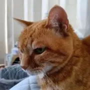 にゃろめの画像