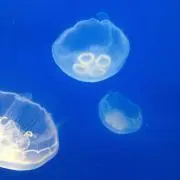 しろの画像