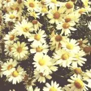 nanananの画像