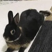 ショコラプロフ必読！！の画像