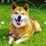 たくあんの画像