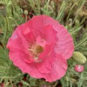 植物大好きな人ですの画像