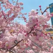 さくぽん(๑˃̵ᴗ˂̵)♡の画像