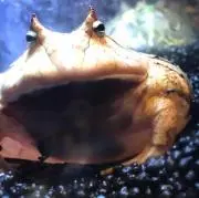 ぬこぞうストア…