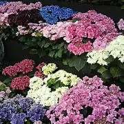 flowerの画像