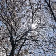 あみ