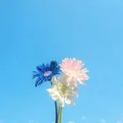 こころん