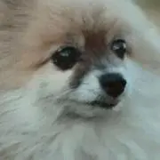 メル