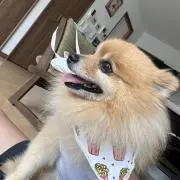 わっしょい田中
