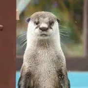 藤田