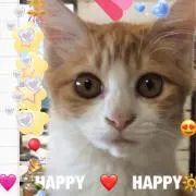 さーこの画像